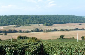 Pinot Meunier vineyards in Vallée de la Marne
