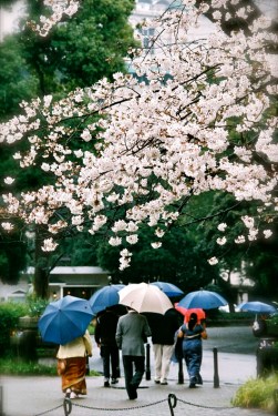 Cherry Blossoms Tokyo