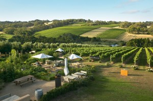 Montalto Winery and Olive Grove at Shoreham on Victoria's Mornington Peninsula