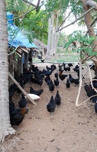 Kadaknath Hens at the Happy Hens Farm