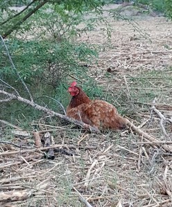 A solitary hen roosting at the Happy Hens Farm